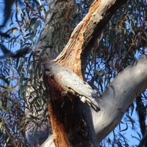 Callocephalon fimbriatum at O'Malley, ACT - suppressed