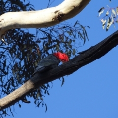 Callocephalon fimbriatum at O'Malley, ACT - suppressed