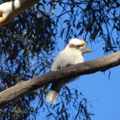 Dacelo novaeguineae (Laughing Kookaburra) at Mount Mugga Mugga - 21 Aug 2022 by Mike