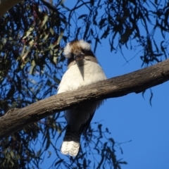 Dacelo novaeguineae at O'Malley, ACT - 21 Aug 2022 05:35 PM