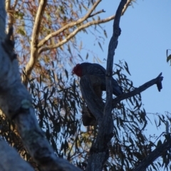 Callocephalon fimbriatum (Gang-gang Cockatoo) at Mount Mugga Mugga - 21 Aug 2022 by Mike