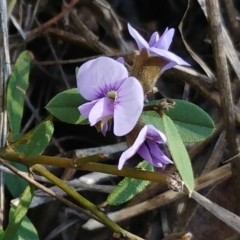 Hovea heterophylla (Common Hovea) at Hawker, ACT - 21 Aug 2022 by sangio7