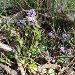 Hovea heterophylla at Hawker, ACT - 21 Aug 2022