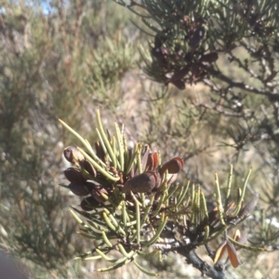 Hakea microcarpa (Small-fruit Hakea) at Mount Clear, ACT - 21 Aug 2022 by mahargiani