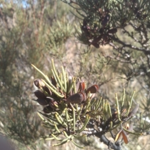 Hakea microcarpa at Mount Clear, ACT - 21 Aug 2022