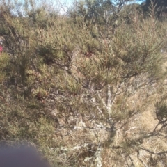 Hakea microcarpa at Mount Clear, ACT - 21 Aug 2022