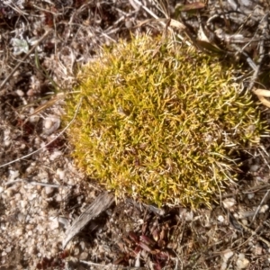 Scleranthus biflorus at Mount Clear, ACT - 21 Aug 2022