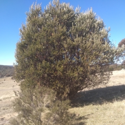 Banksia marginata (Silver Banksia) at Mount Clear, ACT - 21 Aug 2022 by mahargiani
