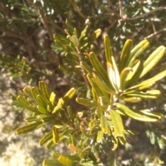 Banksia marginata at Mount Clear, ACT - 21 Aug 2022