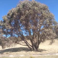 Eucalyptus stellulata (Black Sally) at Namadgi National Park - 21 Aug 2022 by mahargiani