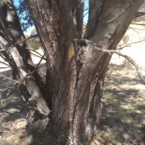Eucalyptus stellulata at Namadgi National Park - 21 Aug 2022