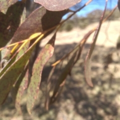 Eucalyptus stellulata at Namadgi National Park - 21 Aug 2022 12:45 PM