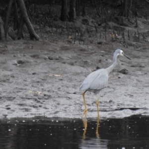 Egretta novaehollandiae at Mowbray, QLD - 7 Aug 2022 07:52 AM