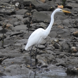 Ardea alba at Mowbray, QLD - 7 Aug 2022