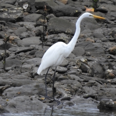 Ardea alba (Great Egret) at Mowbray, QLD - 7 Aug 2022 by GlossyGal