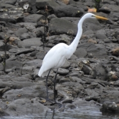 Ardea alba (Great Egret) at Mowbray, QLD - 6 Aug 2022 by GlossyGal