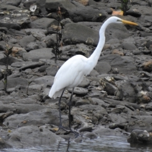 Ardea alba (Great Egret) at by GlossyGal