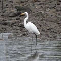 Ardea alba at Mowbray, QLD - 7 Aug 2022