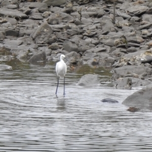 Egretta garzetta at Mowbray, QLD - 7 Aug 2022 07:54 AM