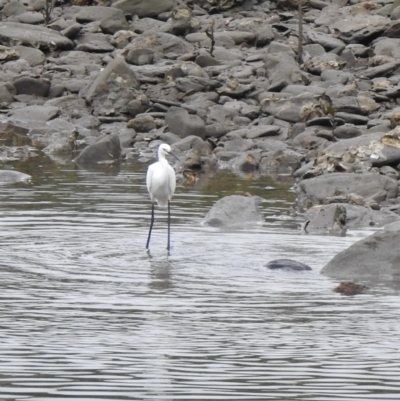 Egretta garzetta (Little Egret) at Mowbray, QLD - 7 Aug 2022 by GlossyGal