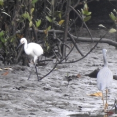 Egretta garzetta at Mowbray, QLD - 7 Aug 2022