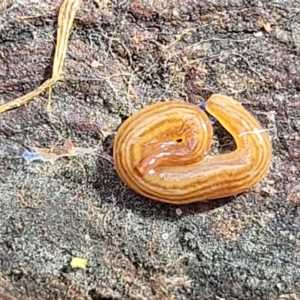 Fletchamia quinquelineata at O'Connor, ACT - 22 Aug 2022