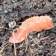 Australoplana alba (A flatworm) at Bruce Ridge - 22 Aug 2022 by trevorpreston