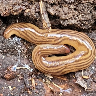 Fletchamia quinquelineata (Five-striped flatworm) at O'Connor, ACT - 22 Aug 2022 by trevorpreston