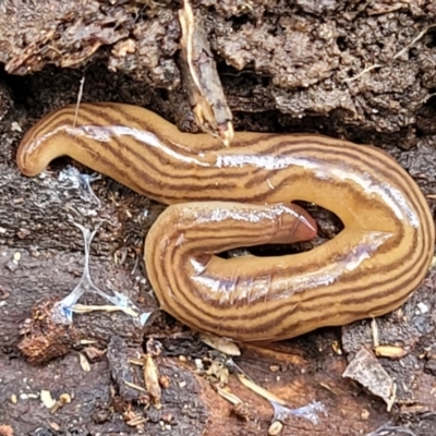 Fletchamia quinquelineata (Five-striped flatworm) at Bruce Ridge - 22 Aug 2022 by trevorpreston