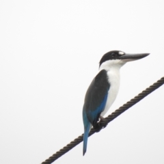 Todiramphus sordidus (Torresian Kingfisher) at Mowbray, QLD - 6 Aug 2022 by GlossyGal