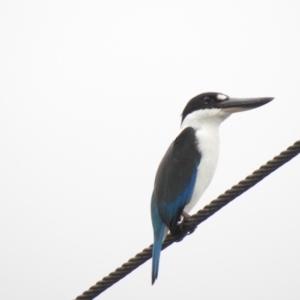 Todiramphus sordidus at Mowbray, QLD - 7 Aug 2022