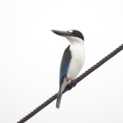 Todiramphus sordidus at Mowbray, QLD - 7 Aug 2022 08:01 AM