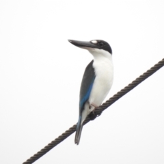 Todiramphus sordidus at Mowbray, QLD - 7 Aug 2022