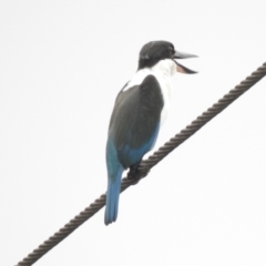 Todiramphus sordidus at Mowbray, QLD - 7 Aug 2022