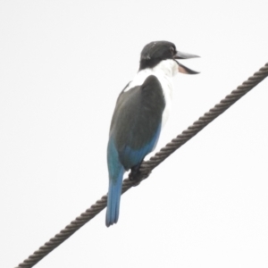 Todiramphus sordidus at Mowbray, QLD - 7 Aug 2022 08:01 AM