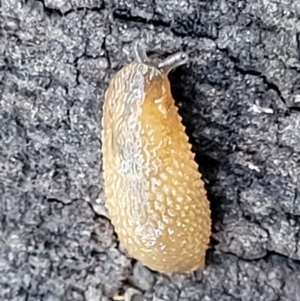 Arion intermedius at O'Connor, ACT - 22 Aug 2022 11:43 AM