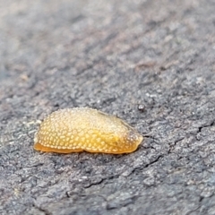 Arion intermedius at O'Connor, ACT - 22 Aug 2022 11:43 AM