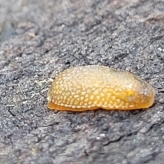 Arion intermedius at O'Connor, ACT - 22 Aug 2022 11:43 AM