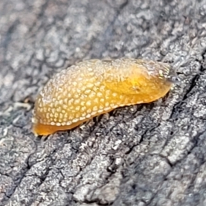 Arion intermedius at O'Connor, ACT - 22 Aug 2022 11:43 AM