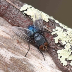 Calliphora vicina (European bluebottle) at O'Connor, ACT - 19 Aug 2022 by ConBoekel