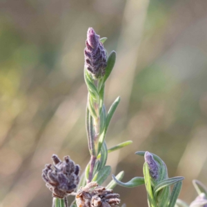 Lavandula stoechas at O'Connor, ACT - 20 Aug 2022 05:38 AM