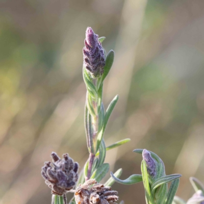 Lavandula stoechas (Spanish Lavender or Topped Lavender) at O'Connor, ACT - 19 Aug 2022 by ConBoekel