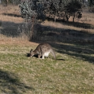 Macropus giganteus at Forde, ACT - 19 Aug 2022 04:01 PM