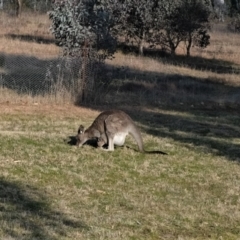 Macropus giganteus (Eastern Grey Kangaroo) at Forde, ACT - 19 Aug 2022 by TrishGungahlin