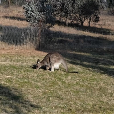 Macropus giganteus (Eastern Grey Kangaroo) at Forde, ACT - 19 Aug 2022 by TrishGungahlin