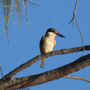 Todiramphus sanctus at Oak Beach, QLD - 20 Aug 2022 07:29 AM