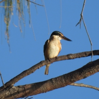 Todiramphus sanctus (Sacred Kingfisher) at Oak Beach, QLD - 19 Aug 2022 by GlossyGal