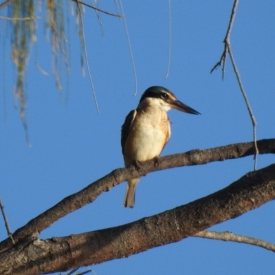 Todiramphus sanctus (Sacred Kingfisher) at Oak Beach, QLD - 20 Aug 2022 by GlossyGal