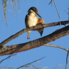 Todiramphus sanctus at Oak Beach, QLD - 20 Aug 2022 07:29 AM