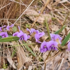 Hovea heterophylla (Common Hovea) at Isaacs Ridge and Nearby - 22 Aug 2022 by Mike